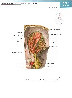 Sobotta Atlas of Human Anatomy  Head,Neck,Upper Limb Volume1 2006, page 380